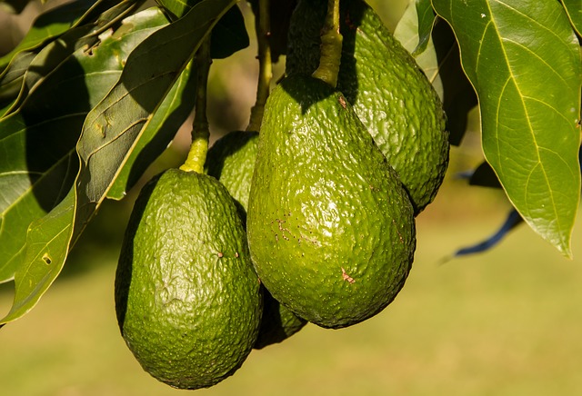 How And When To Plant Avocado