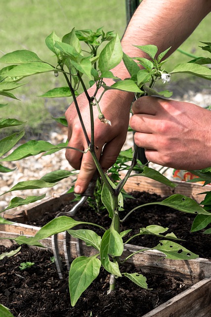 How And When To Plant Chili