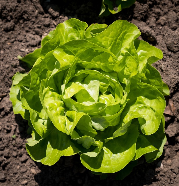 How And When To Plant Lettuce