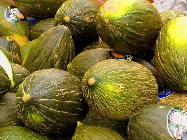 How And When To Plant Melons