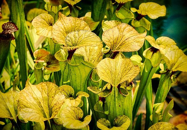 How To Care For Carnivorous Plants