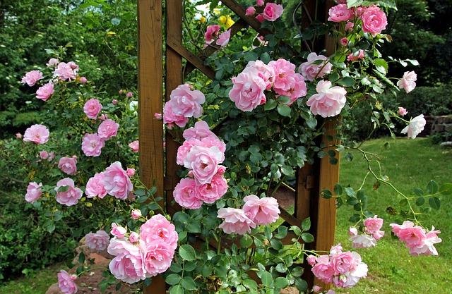 How To Have A Rose Bush At Home